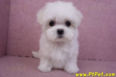 11/20茶杯型馬爾濟斯母幼犬(新北新莊)1