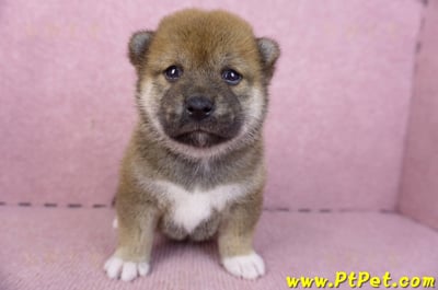 02/05赤色柴犬母幼犬1號(新北永和)1