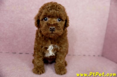 04/15玩具型紅貴賓公幼犬3號(屏東崁頂)3