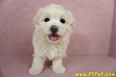 03/31奶油色馬爾泰迪母幼犬3號(屏東恆春)3