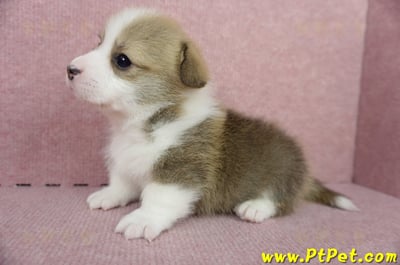 04/28雙色柯基犬公幼犬2號(高雄小港)6