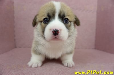 04/01雙色柯基犬母幼犬2號(高雄美濃)2