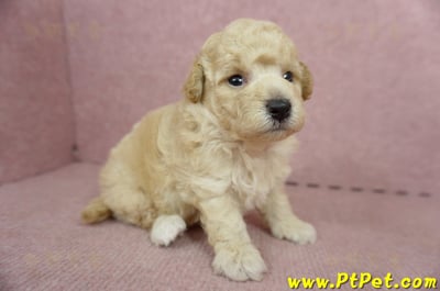 06/04泰迪比熊公幼犬1號(高雄左營店)4