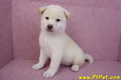 07/11白色柴犬公幼犬(屏東長治)11