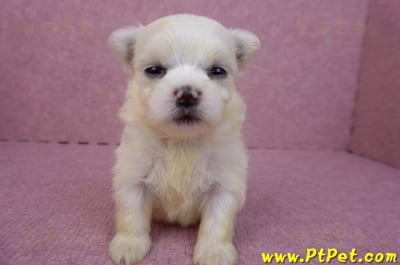 03/20馬爾濟斯母幼犬3號2