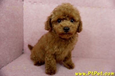 04/15玩具型紅貴賓公幼犬(基隆中山)7