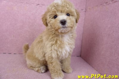 02/18泰迪比熊母幼犬(屏東市)6