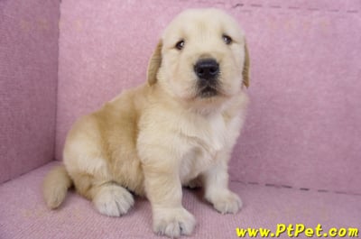 01/10黃金獵犬公幼犬1號4