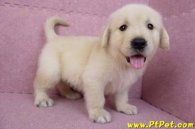 07/18黃金獵犬公幼犬4號(台北)4