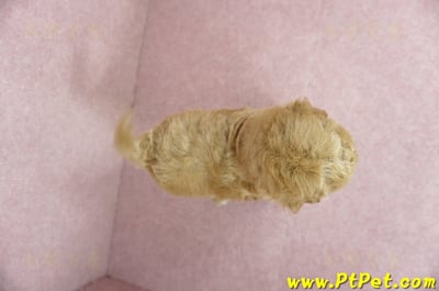 11/26迷你型奶油貴賓公幼犬3號(台北內湖)11