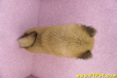 03/09赤色長毛柴犬公幼犬(高雄三民)12