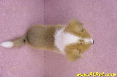 10/10雙色柯基犬母幼犬2號(花蓮吉安)12