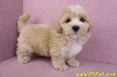 11/02馬爾泰迪母幼犬(新竹關西)4