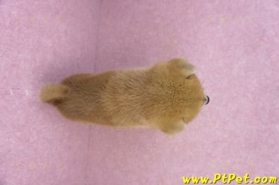 06/02赤色柴犬公幼犬1號12