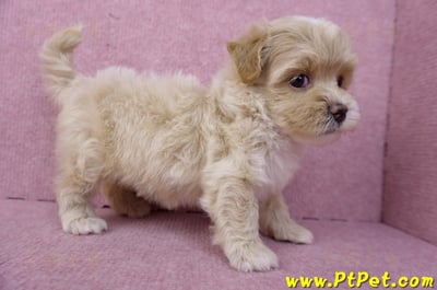 08/06奶油色馬爾泰迪母幼犬2號(高雄鳳山)4