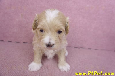 01/30馬爾泰迪公幼犬3號3