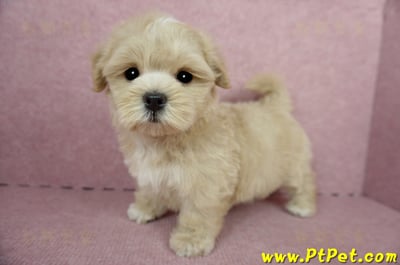 04/11奶油色馬爾泰迪公幼犬(台東綠島)12