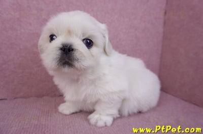 12/17北京狗公幼犬6