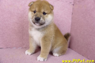 02/06赤色柴犬母幼犬1號(屏東潮州)1