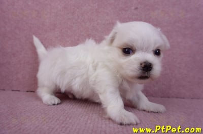 11/20馬爾濟斯公幼犬2號(屏東市)4