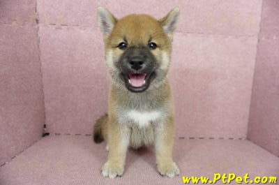 05/11赤色柴犬公幼犬(高雄大社)3