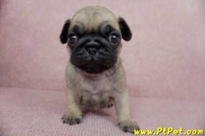 04/02巴哥母幼犬1號(宜蘭)4