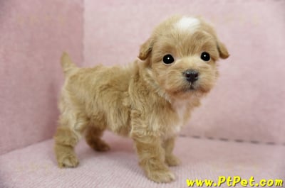 02/14奶油色馬爾泰迪 II 公幼犬(花蓮市)7