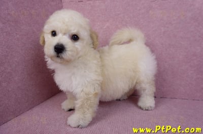 09/12泰迪比熊母幼犬2號(高雄)10