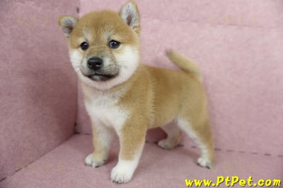 04/29赤色柴犬母幼犬1號(屏東里港)10