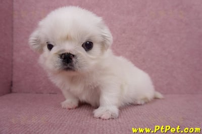 06/19北京狗母幼犬(高雄左營)7