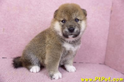 01/11赤色柴犬母幼犬4號4