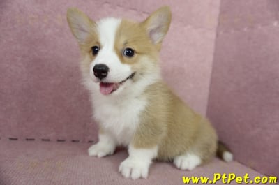 05/09雙色柯基犬母幼犬2號(高雄前鎮)14