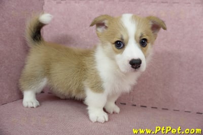 04/28雙色柯基犬母幼犬(高雄前鎮)6