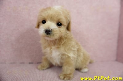 01/15奶油色馬爾泰迪公幼犬(屏東高樹)10