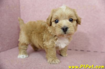 05/05奶油色馬爾泰迪母幼犬2號(高雄楠梓)8