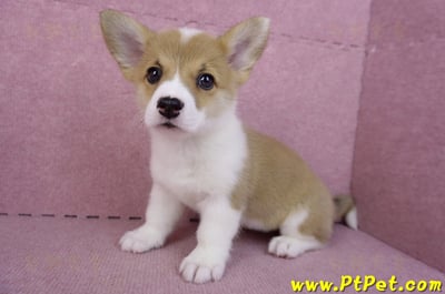 10/13雙色柯基犬母幼犬3號(台南北區)10