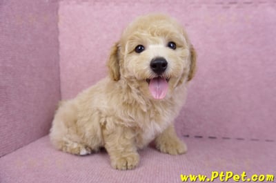 08/14泰迪比熊公幼犬3號(高雄新興)8