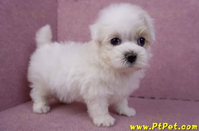 09/27馬爾泰迪公幼犬(新北三重)5