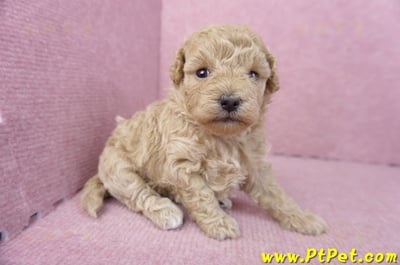 02/18泰迪比熊母幼犬2號3