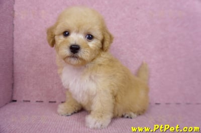 08/12泰迪比熊母幼犬(高雄鼓山)10