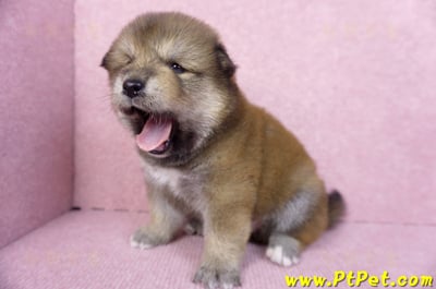 10/06赤色長毛柴犬公幼犬(高雄鼓山)6