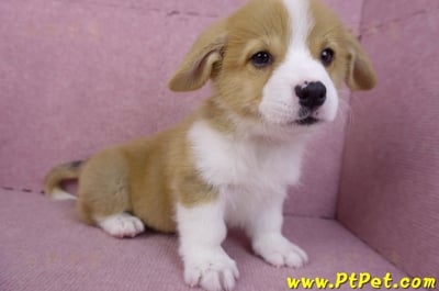 11/02雙色柯基犬公幼犬5