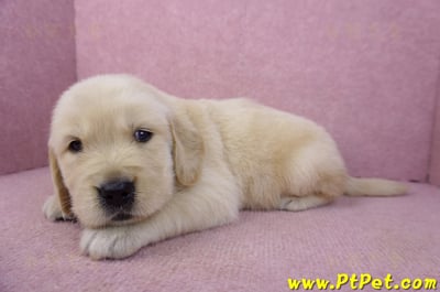 03/12黃金獵犬公幼犬2號6