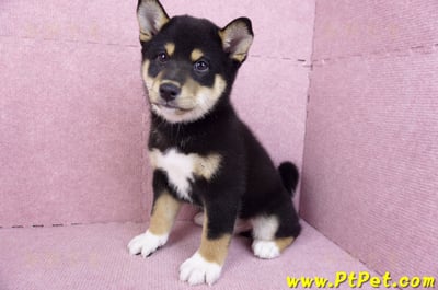 11/08黑色柴犬公幼犬(桃園蘆竹)9