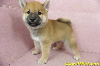 05/11赤色柴犬公幼犬(高雄大社)9