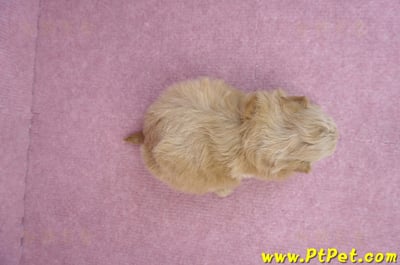 03/22馬爾泰迪公幼犬6