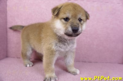 12/10赤色柴犬母幼犬3