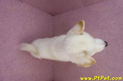 07/22白色柴犬公幼犬(新竹新埔)14