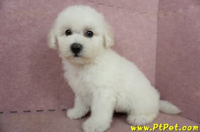 05/20比熊犬公幼犬2號(高雄苓雅)9