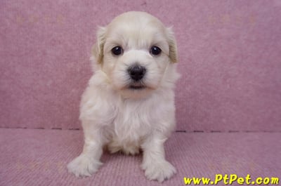 08/02奶油色馬爾泰迪公幼犬3號(嘉義朴子)1